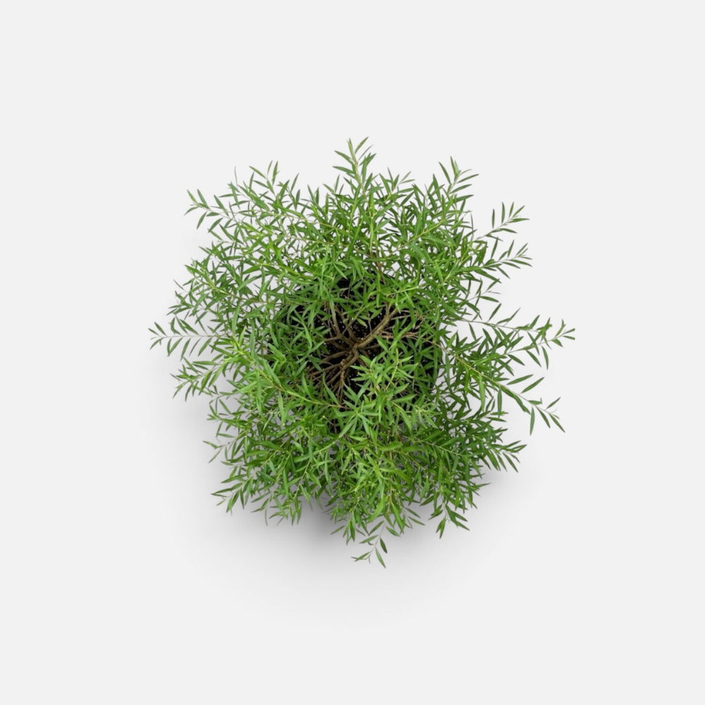 spirea