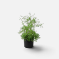 spirea