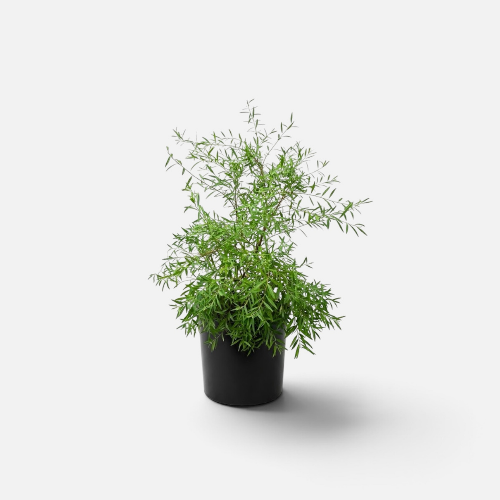 spirea