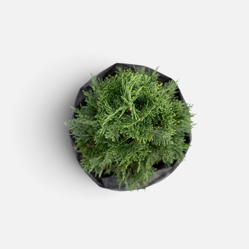 thuja