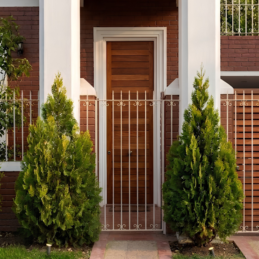 thuja