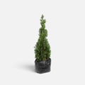 thuja