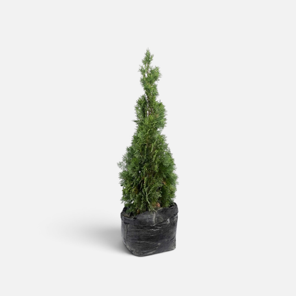 thuja