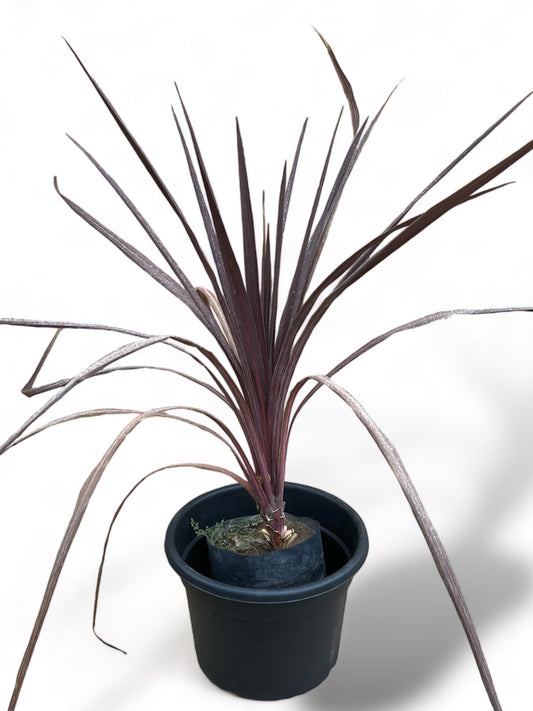 Dracena Roja