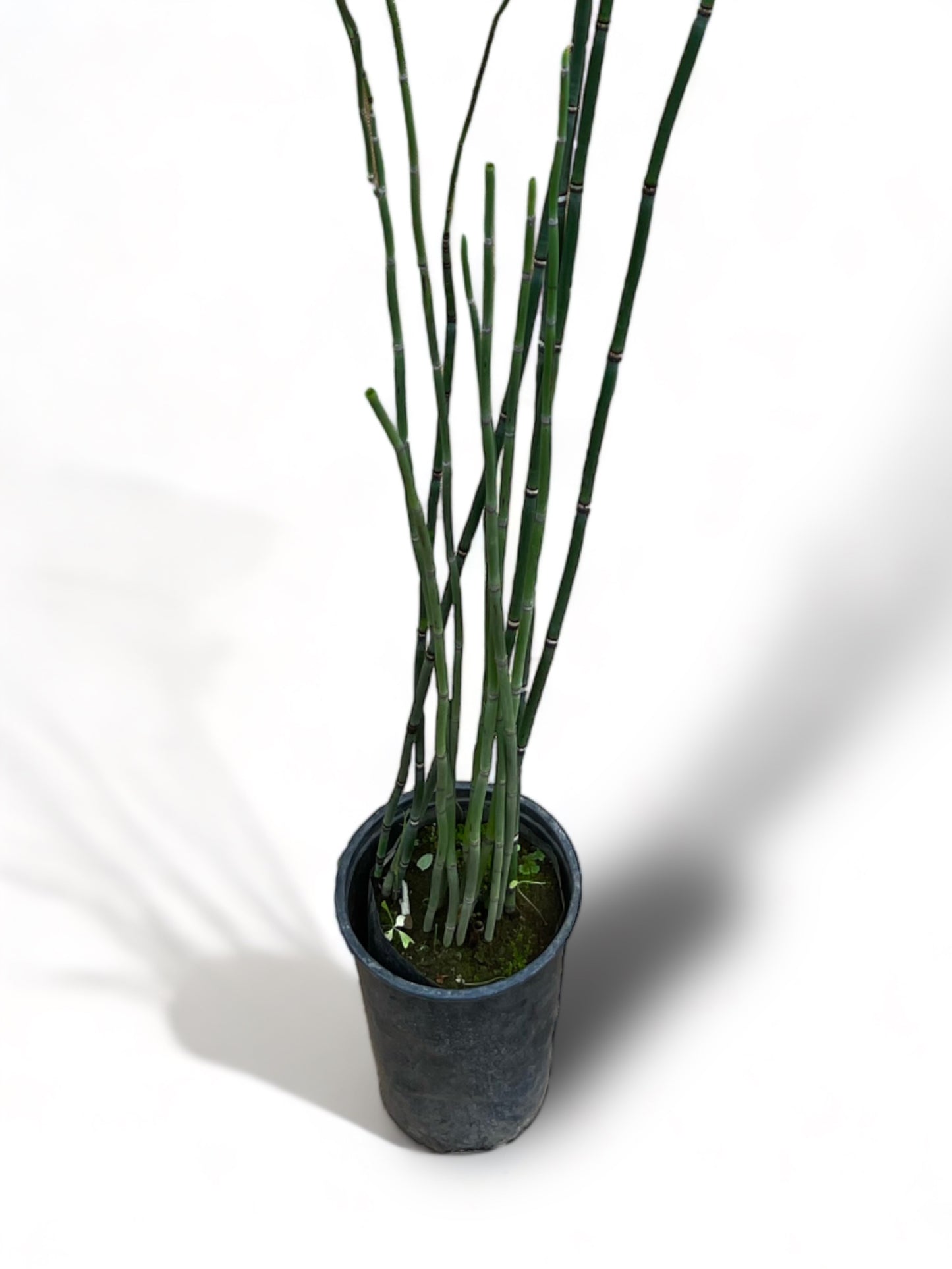 Equisetum