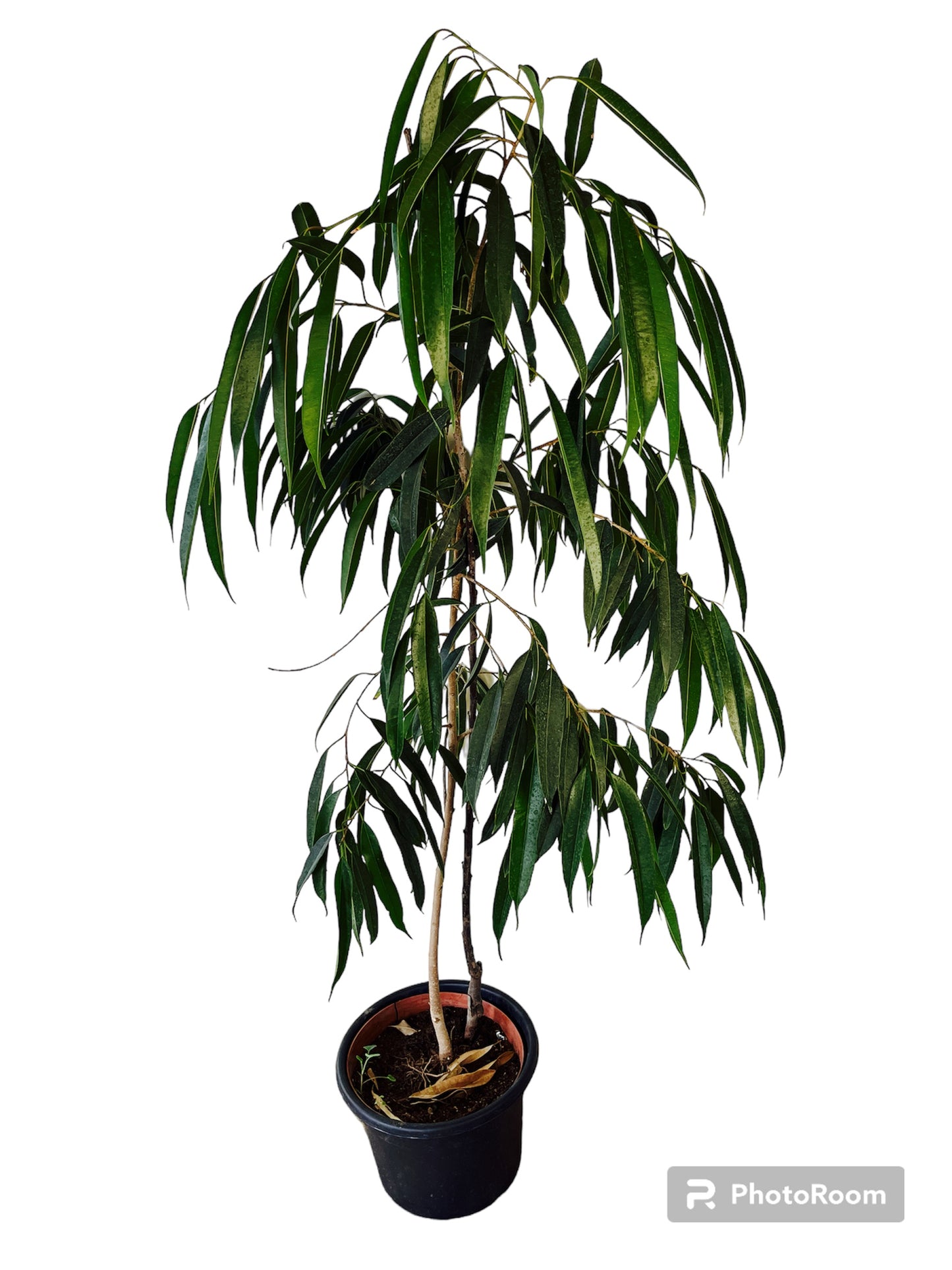 Ficus Ali