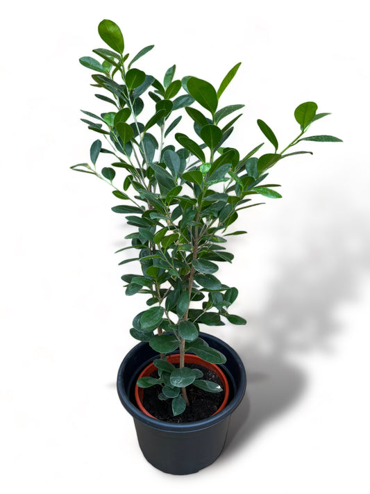 Ficus Redondo