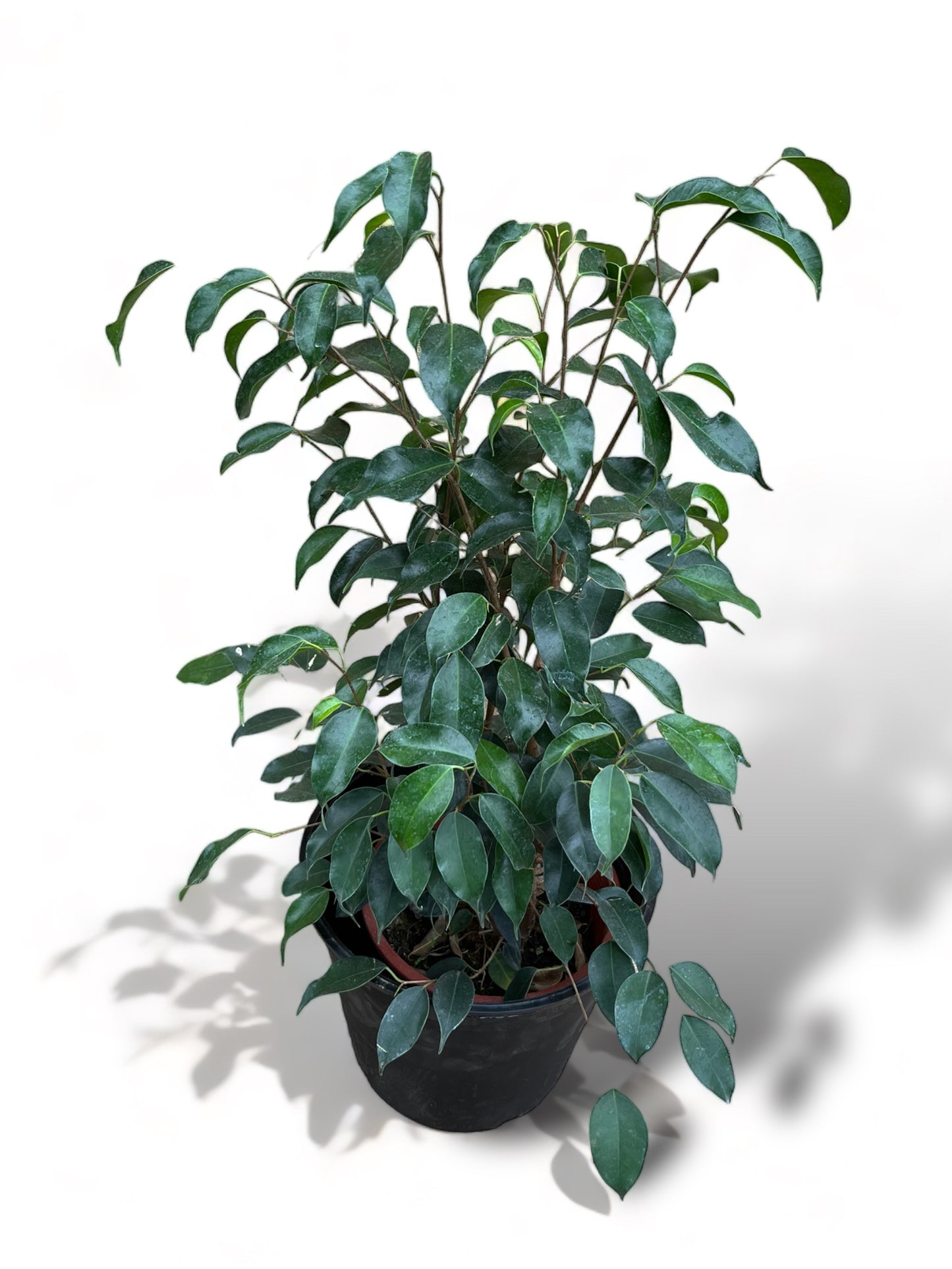 Ficus Verde