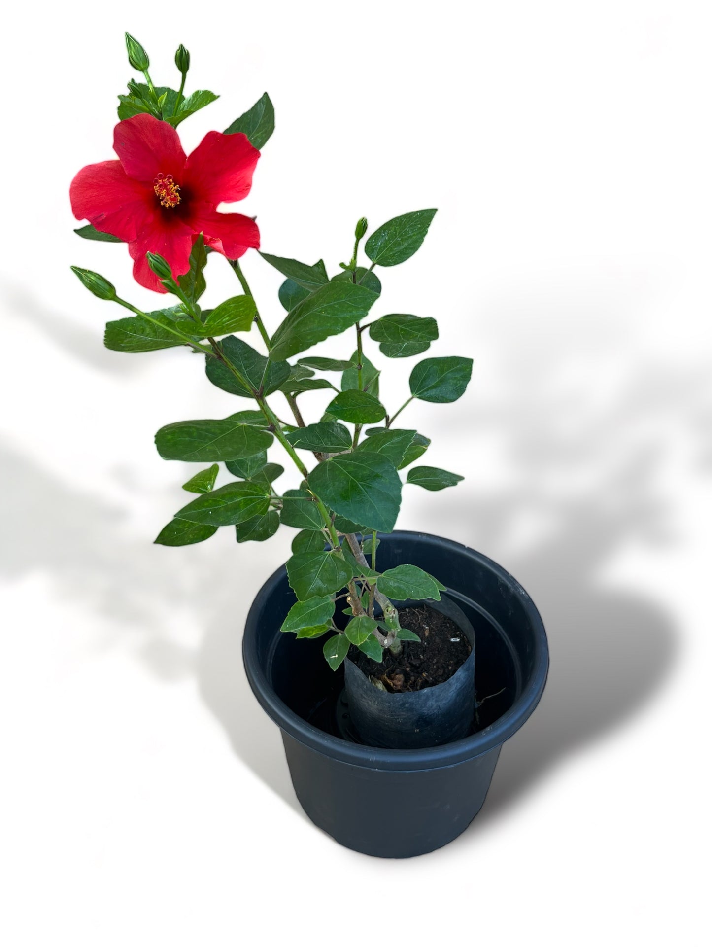 Hibisco Doble
