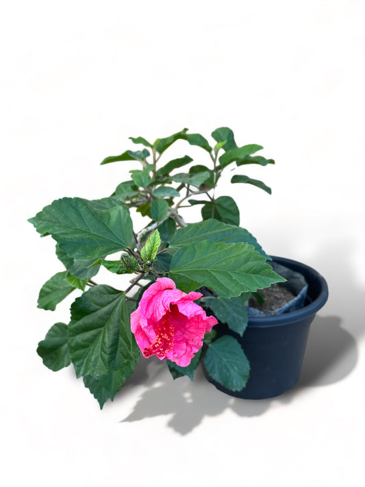 Hibisco Doble