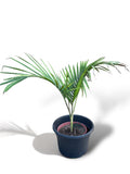 Kentia