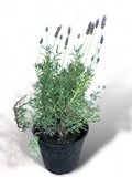 Lavanda Francesa