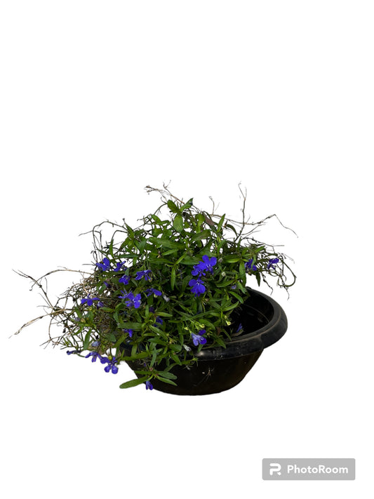 Lobelia