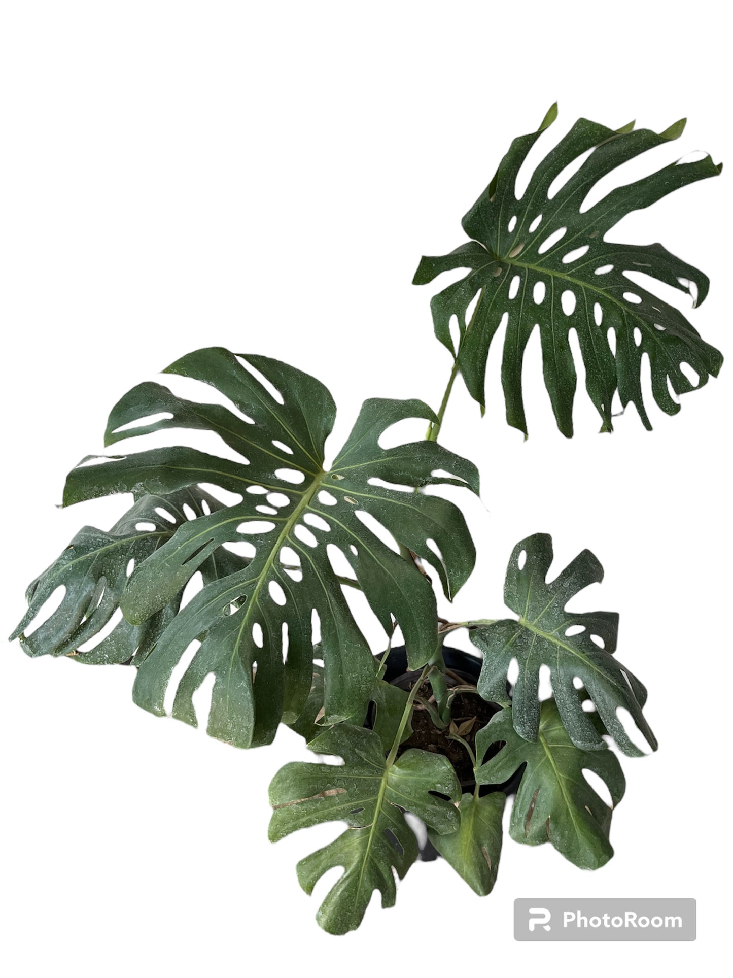 Monstera Deliciosa