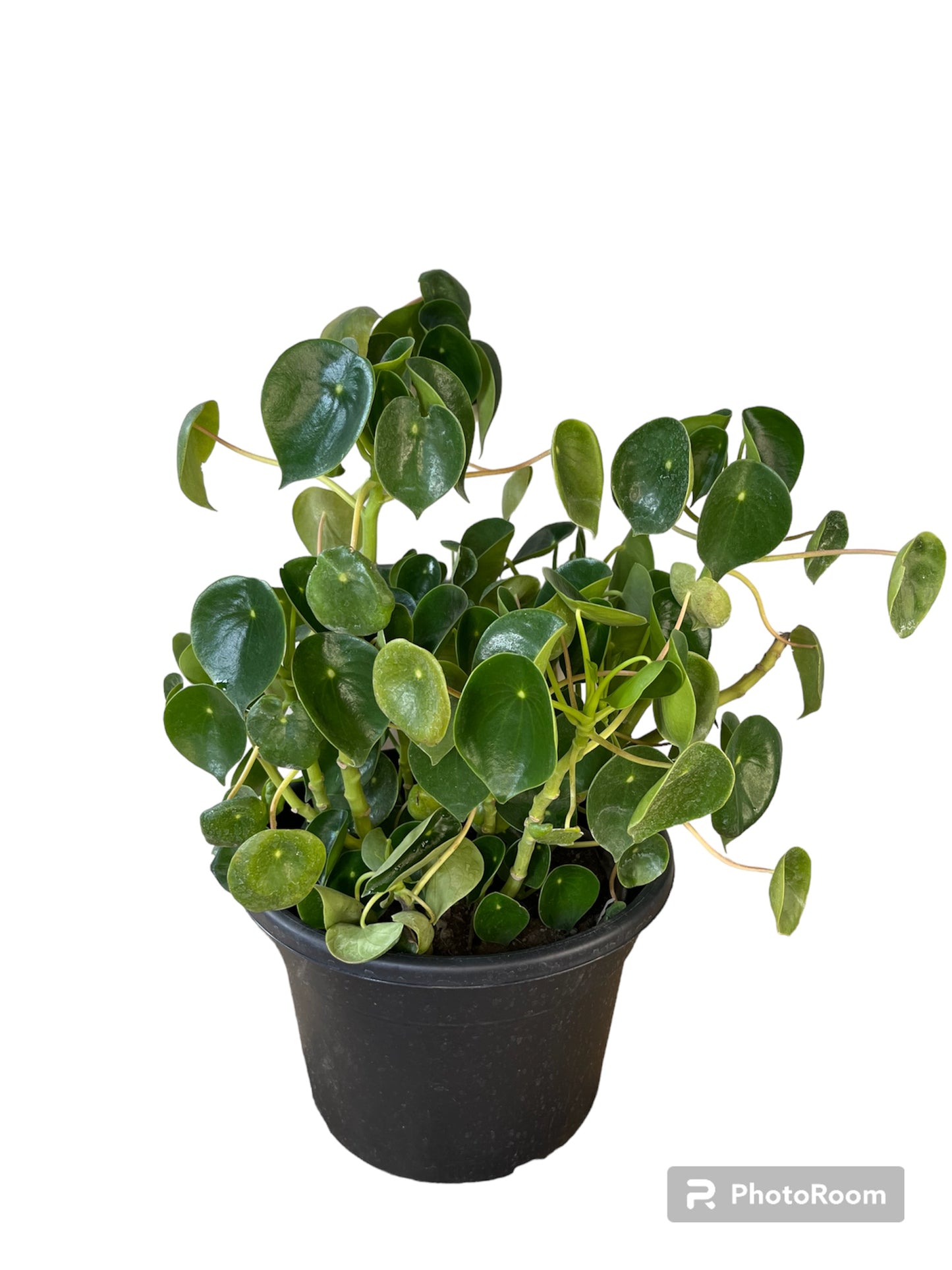 Peperomia Cucharita