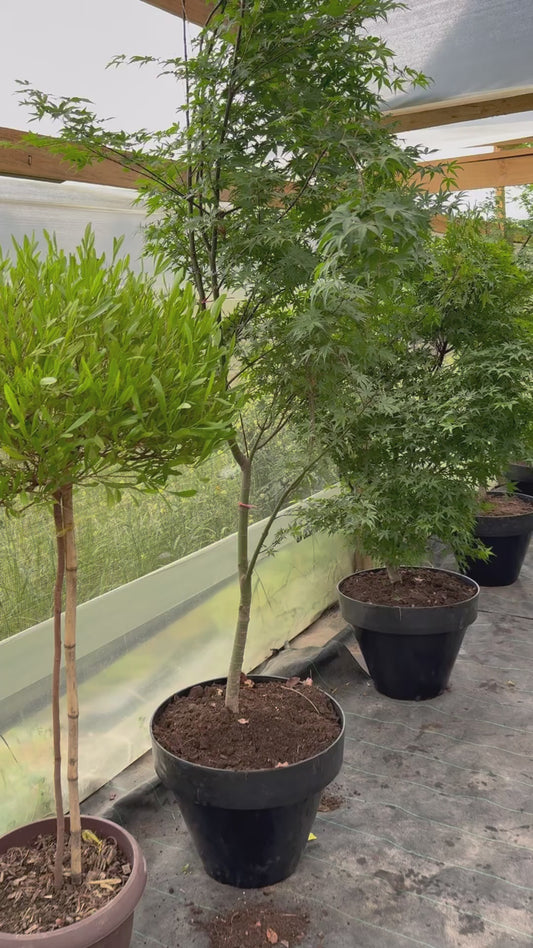 Acer japonico maceta