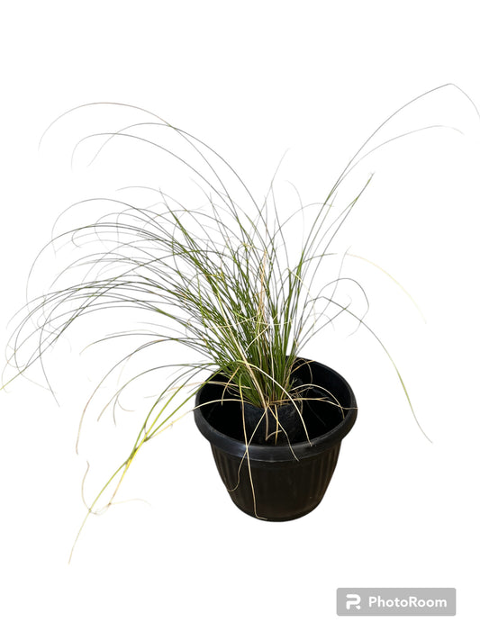 Stipa