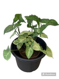 Syngonium Plata