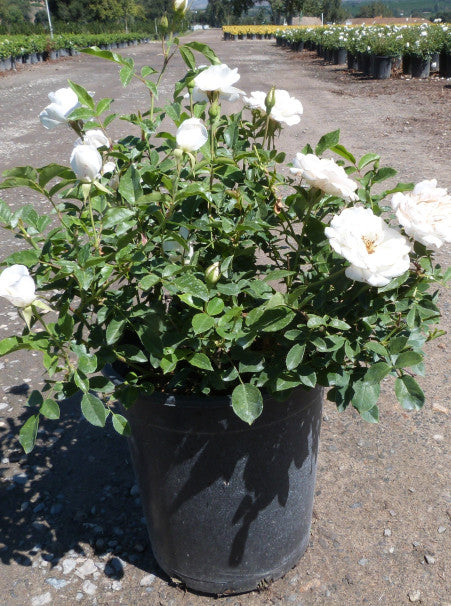 Rosa floribunda blanca